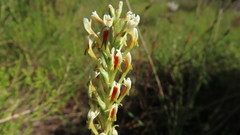 Hebenstretia integrifolia