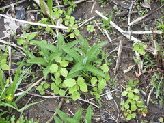 Eupatorium perfoliatum