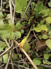 Lapsanastrum apogonoides