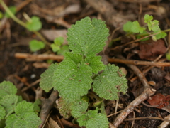 Ballota nigra