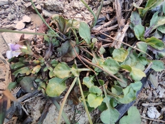 Lapsanastrum apogonoides