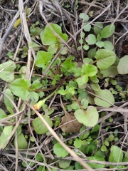 Lapsanastrum apogonoides