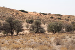 Vachellia haematoxylon