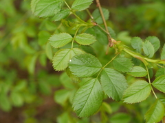 Rosa