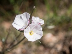 Convolvulus lanuginosus