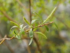 Salix