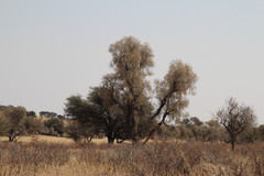 Vachellia haematoxylon