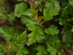 Crataegus monogyna