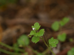 Veronica sublobata