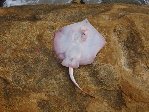 Foto de Raya redonda de Rogers (Urotrygon rogersi)