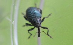 Ceutorhynchus pervicax