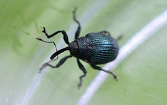 Ceutorhynchus pervicax