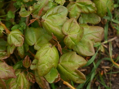 Acer campestre