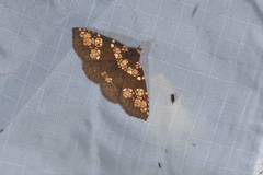 Saroba pustulifera