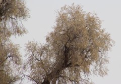 Vachellia haematoxylon