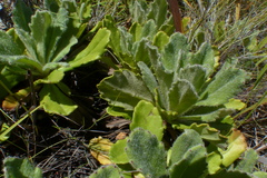 Mairia purpurata