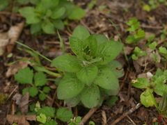 Lysimachia punctata