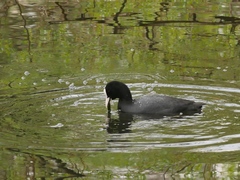 Fulica atra