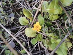 Lapsanastrum apogonoides