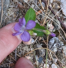 Viola fimbriatula