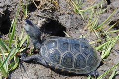 Malaclemys terrapin centrata