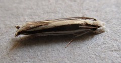 Erechthias stilbella