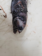 Borostomias antarcticus