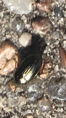 Carabidae
