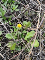 Lapsanastrum apogonoides