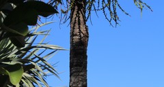 Acanthocercus atricollis