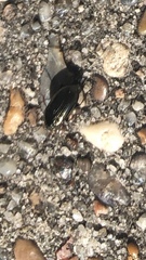 Carabidae