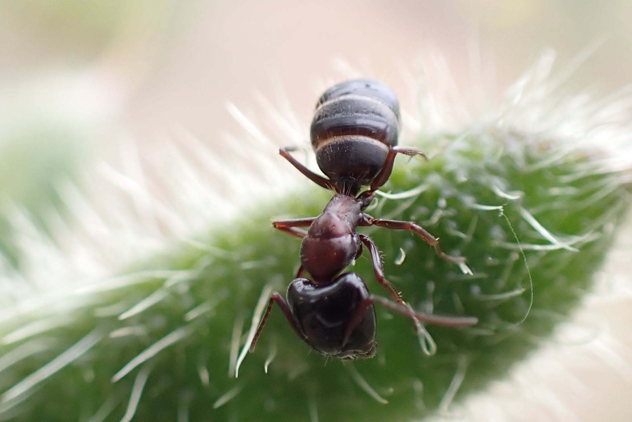 Camponotus anthrax