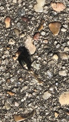 Carabidae