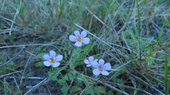 Chaenostoma cordatum