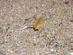 Callinectes bellicosus