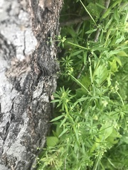 Galium aparine