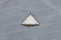 Ramila acciusalis