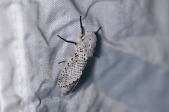 Polyphagozerra coffeae