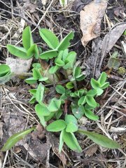 Trifolium medium