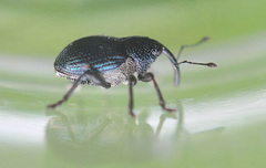 Ceutorhynchus pervicax