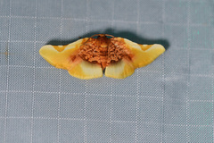 Pyrinioides sinuosus