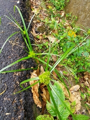 Cyperus cyperoides