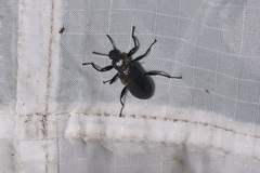 Derosphaerus sinensis