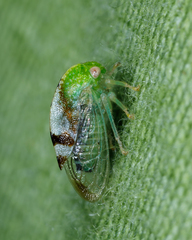 Atymna helena