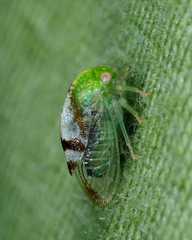 Atymna helena