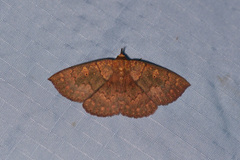 Singara diversalis