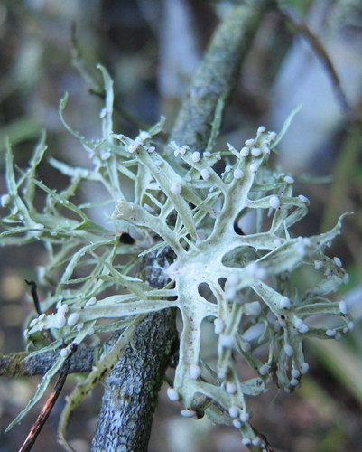 cartilage lichen