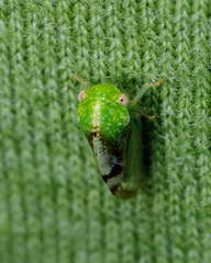 Atymna helena