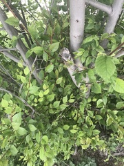Ulmus pumila