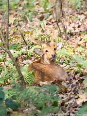 Axis porcinus
